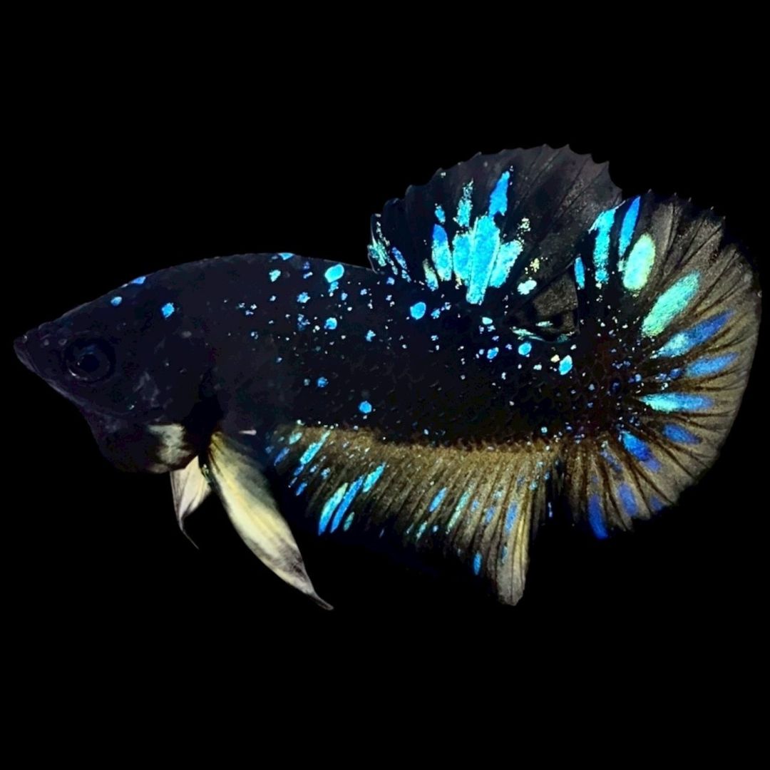 Rare Avatar Betta Fish