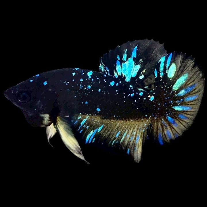 Rare Avatar Betta Fish