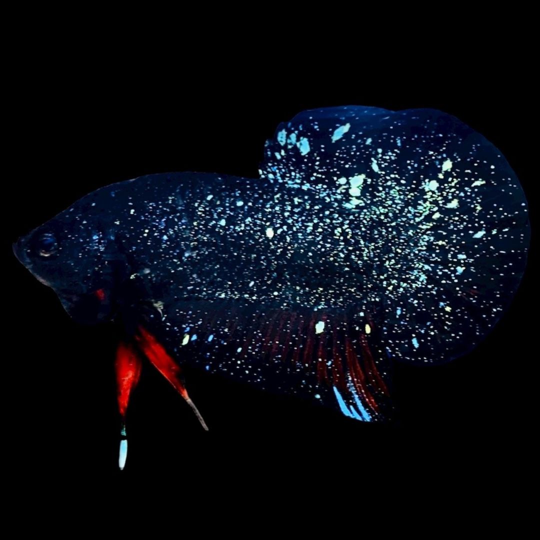 Rare Avatar Betta Fish