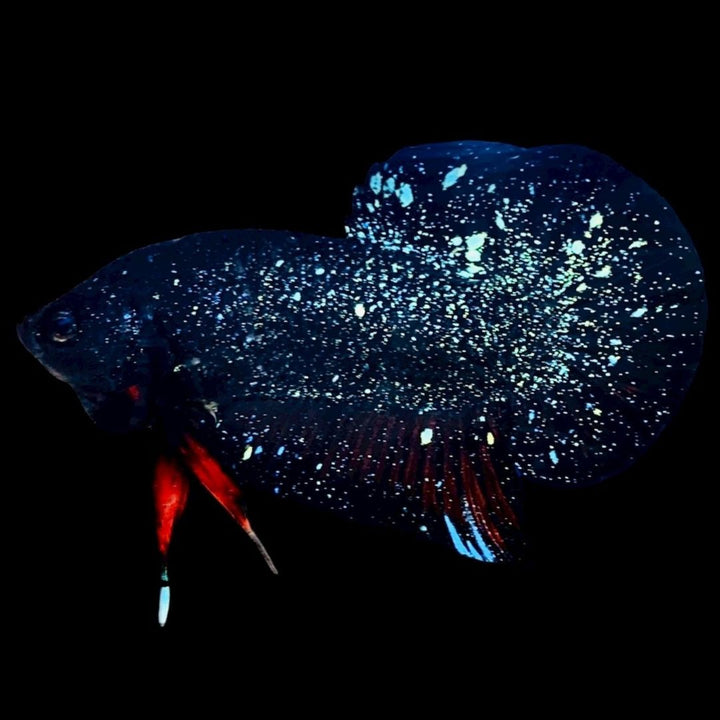 Rare Avatar Betta Fish