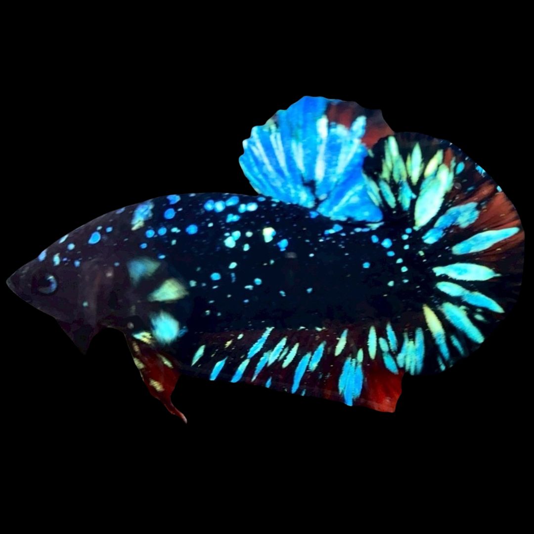 Rare Avatar Betta Fish