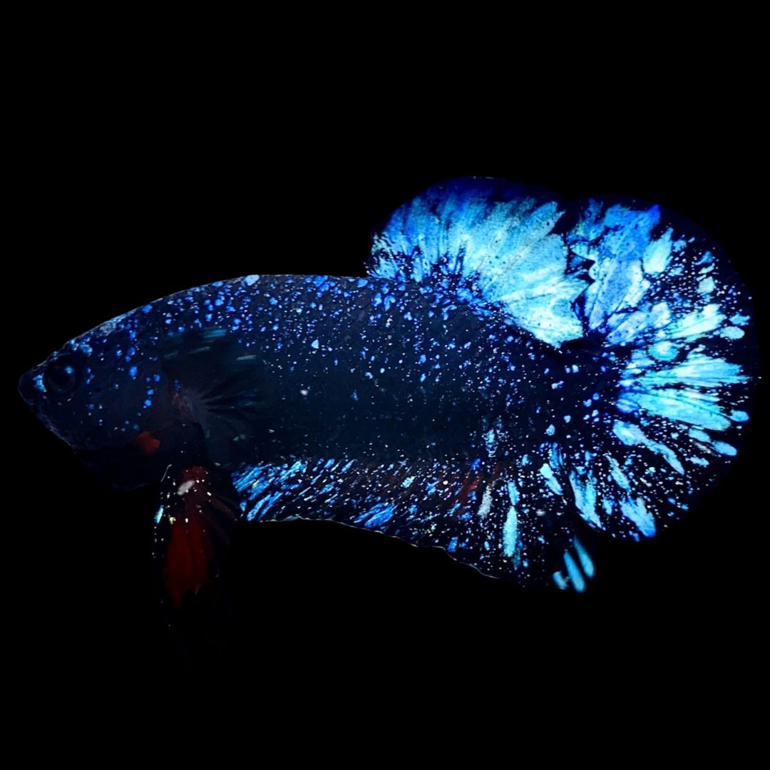 Rare Avatar Betta Fish