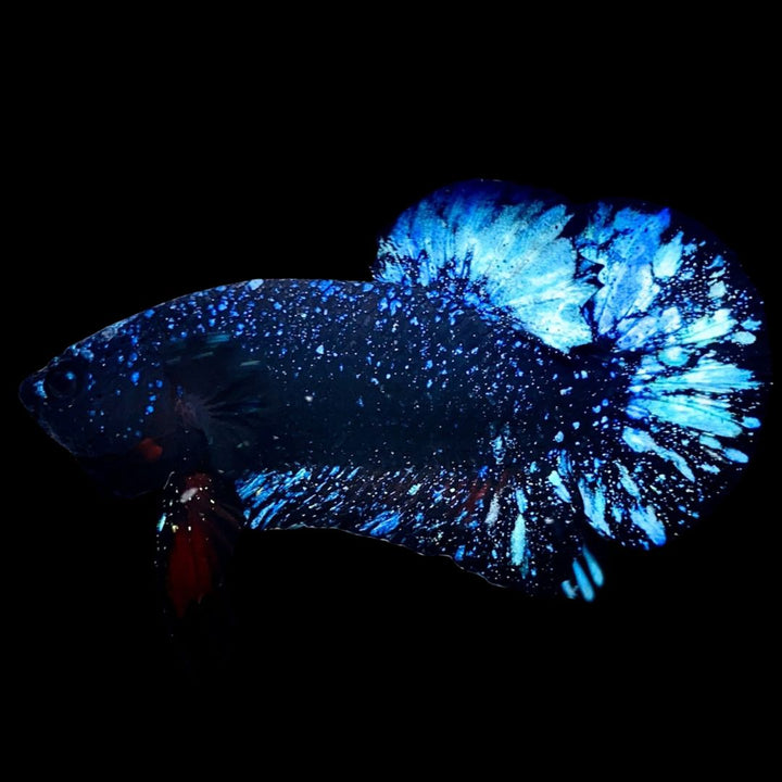 Rare Avatar Betta Fish