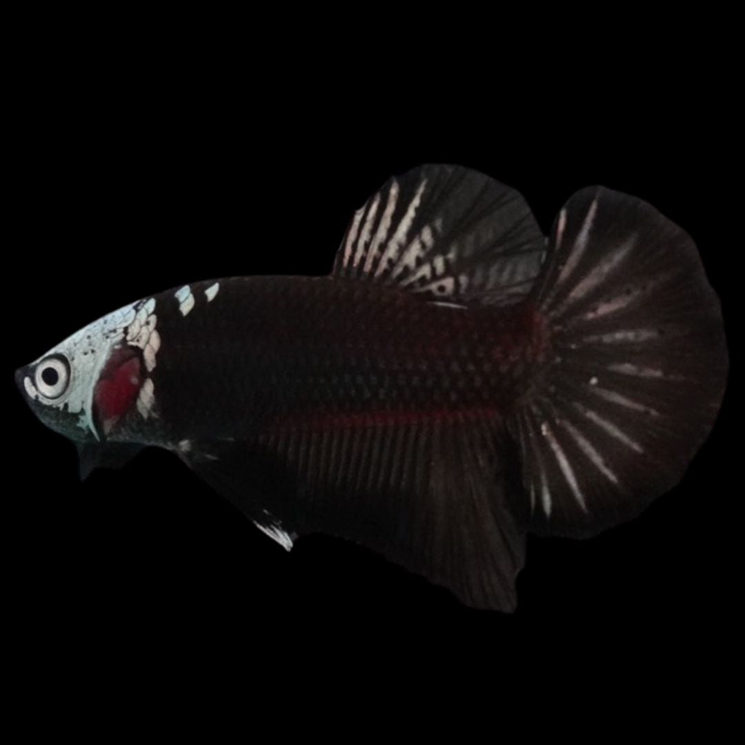 Rare Black Samurai Betta Fish