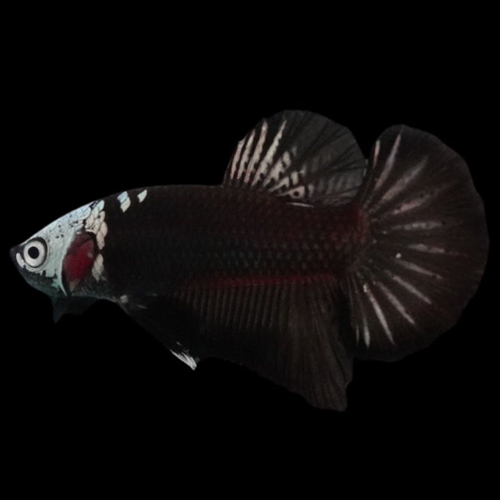 Rare Black Samurai Betta Fish