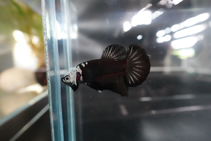 Rare Black Samurai Betta Fish