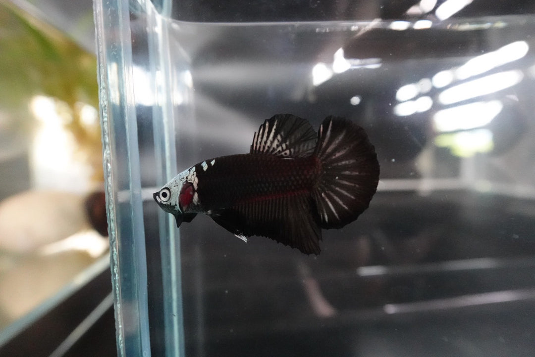 Rare Black Samurai Betta Fish