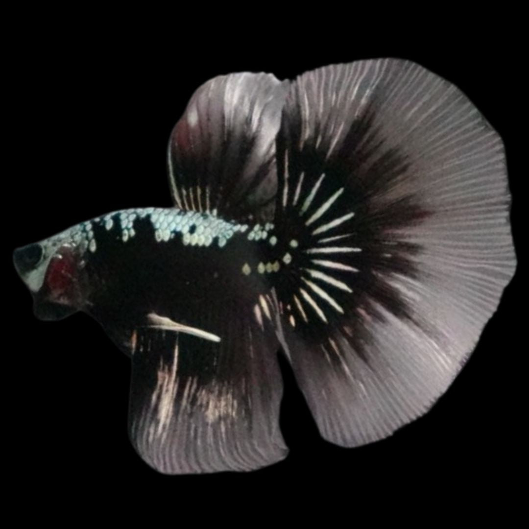 Rare Black Shadow Samurai Halfmoon Betta Fish