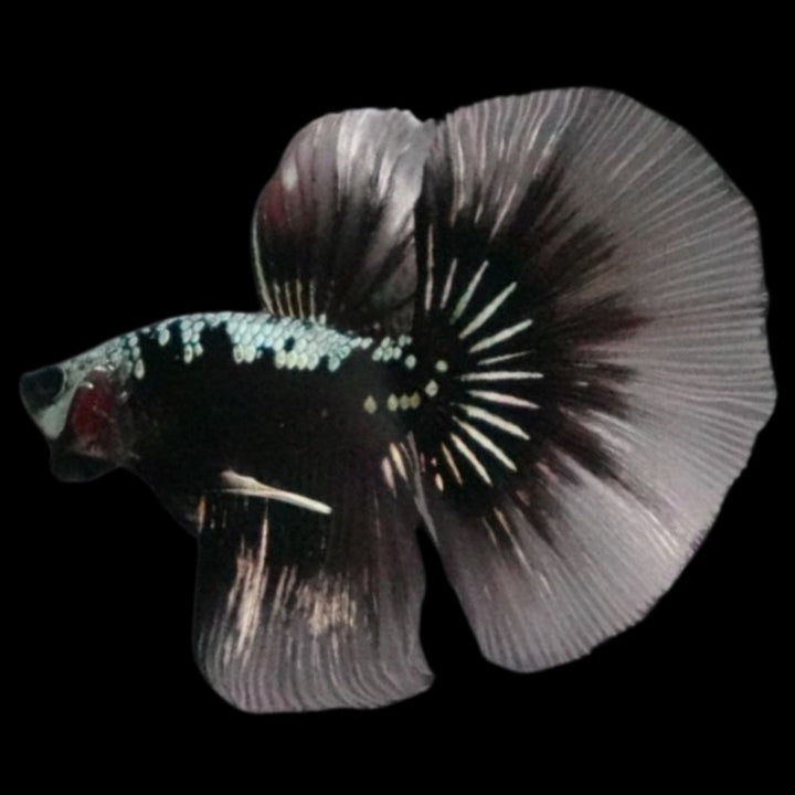 Rare Black Shadow Samurai Halfmoon Betta Fish