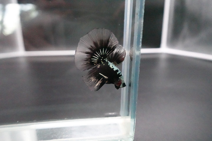 Rare Black Shadow Samurai Halfmoon Betta Fish