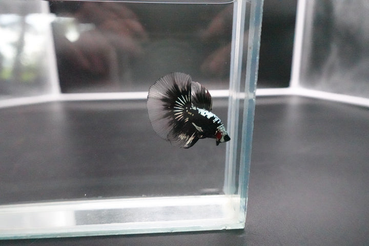 Rare Black Shadow Samurai Halfmoon Betta Fish