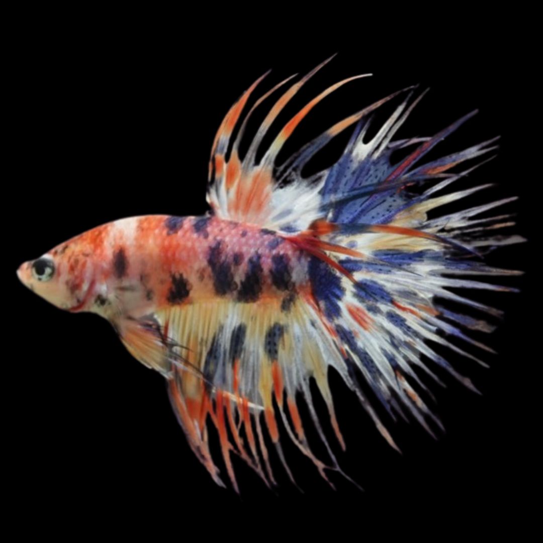 Competition Candy Crowntail Betta Fish