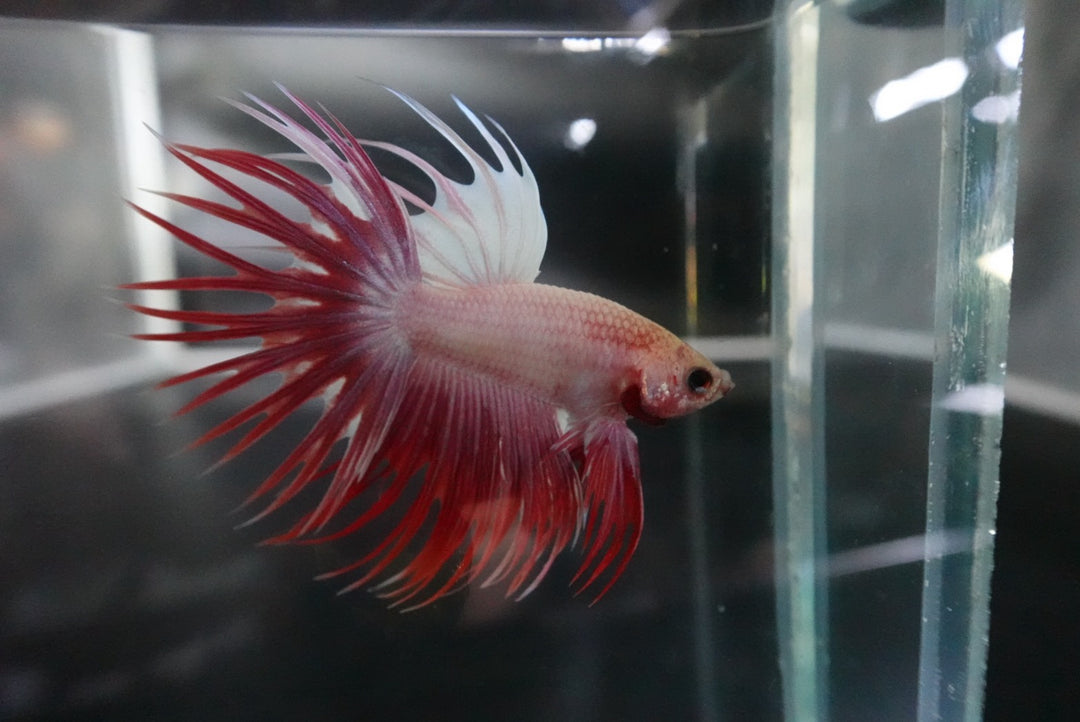 Rare Cherry Blossom Crowntail Betta Fish