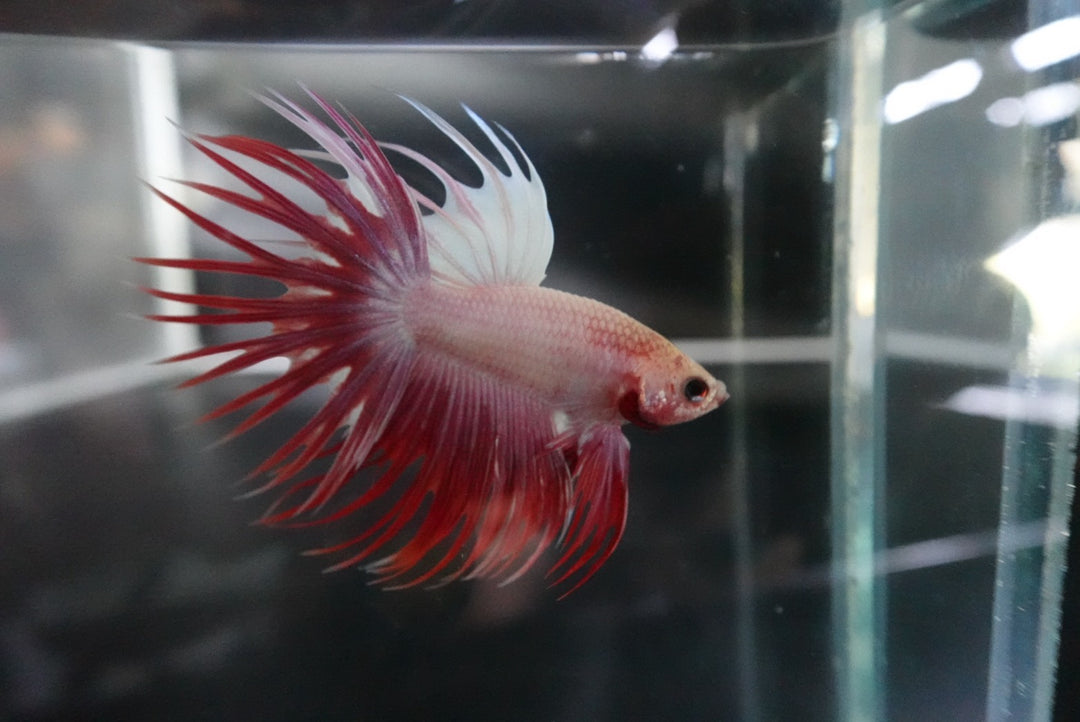 Rare Cherry Blossom Crowntail Betta Fish