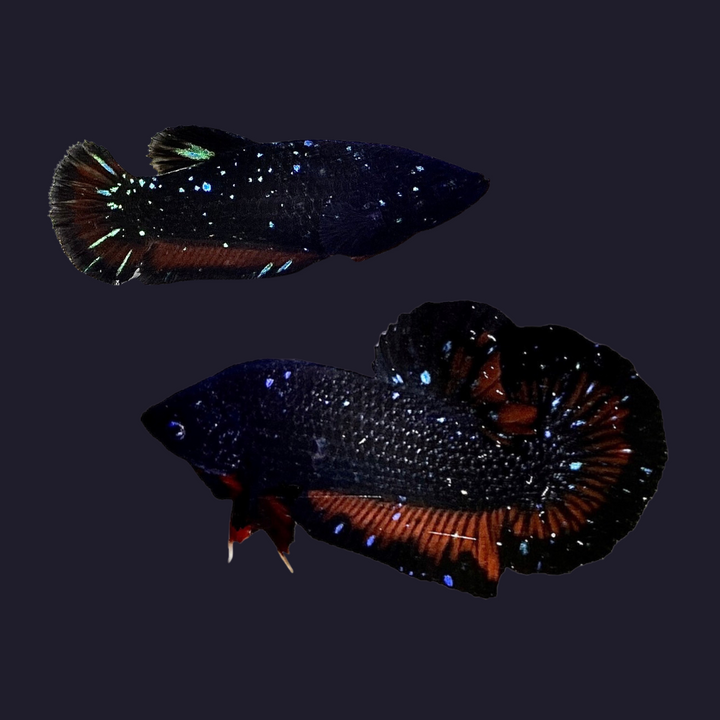 Rare Couple Black Star Betta Fish