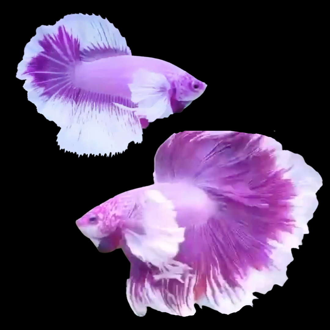 Rare Pair Dumbo Halfmoon Purple Butterfly Betta Fish
