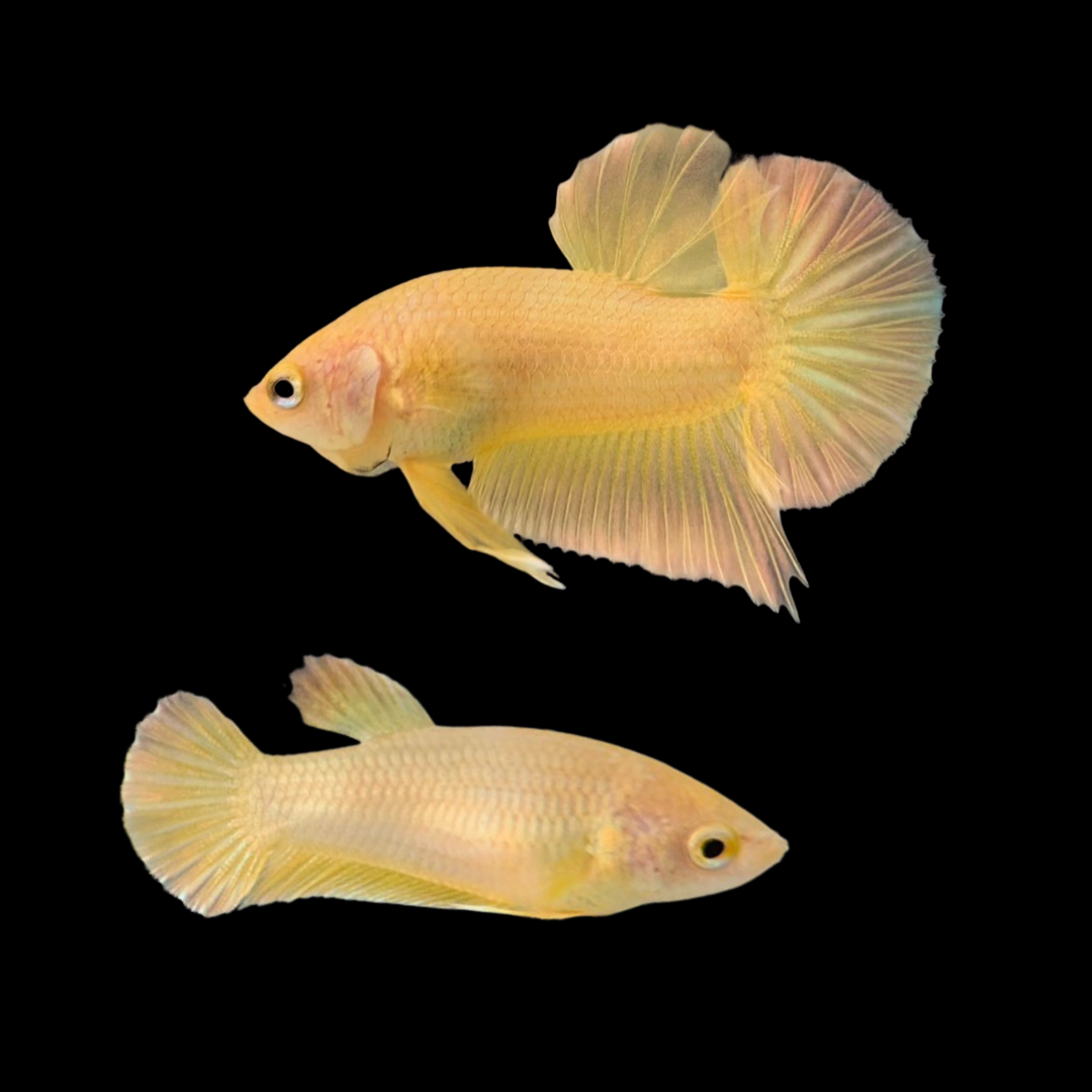 Rare Pair Gold Betta Fish (Male & Female)