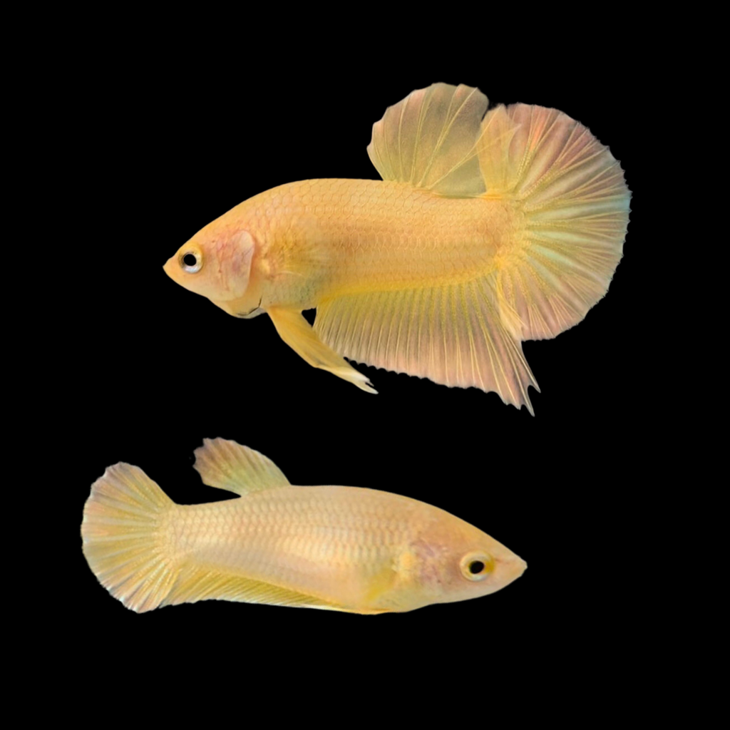 Rare Pair Gold Betta Fish For Sale Thailand Betta Fish