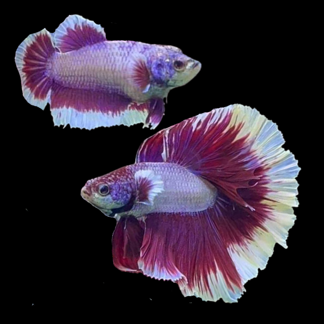 Couple Halfmoon Ruby Red Butterfly Betta Fish