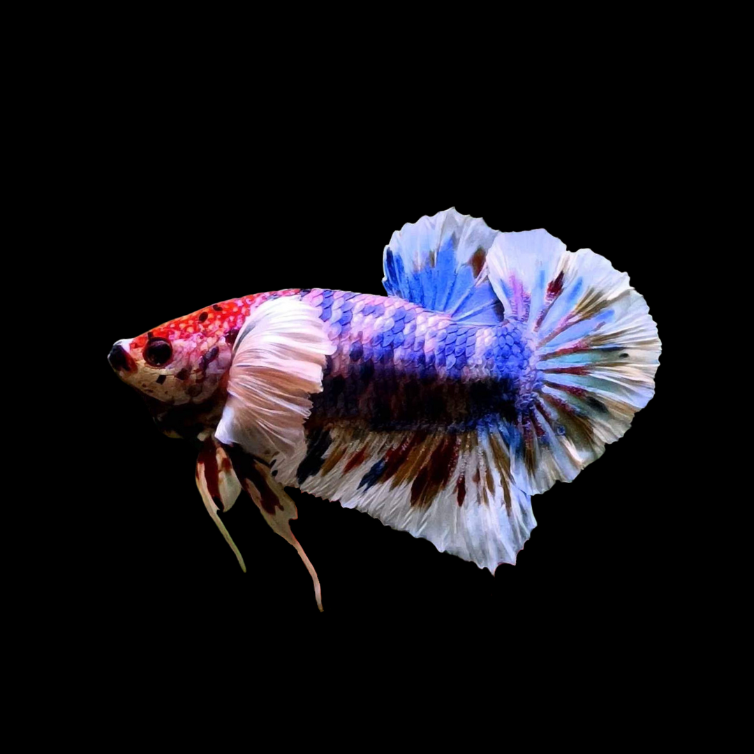 Rare Dumbo Blue Koi Galaxy Betta Fish