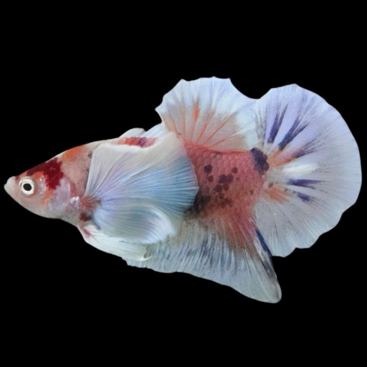 Rare Dumbo Koi Betta Fish