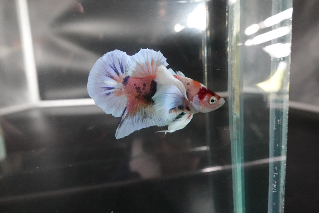 Rare Dumbo Koi Betta Fish