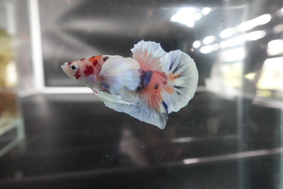 Rare Dumbo Koi Betta Fish