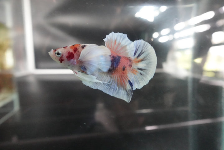 Rare Dumbo Koi Betta Fish