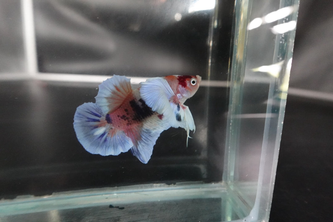 Rare Dumbo Koi Betta Fish
