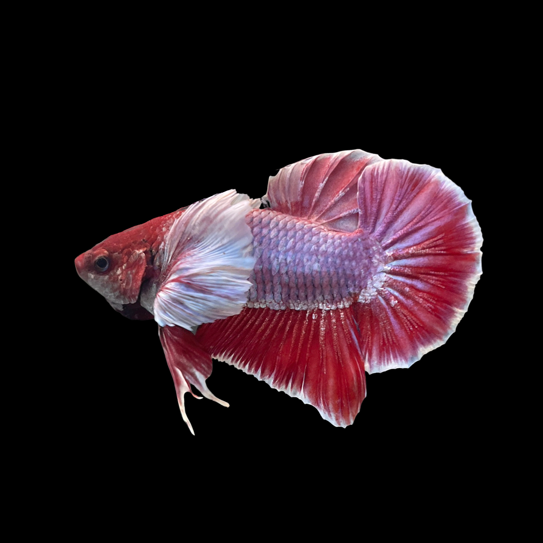 Rare Dumbo Ruby Red Betta Fish