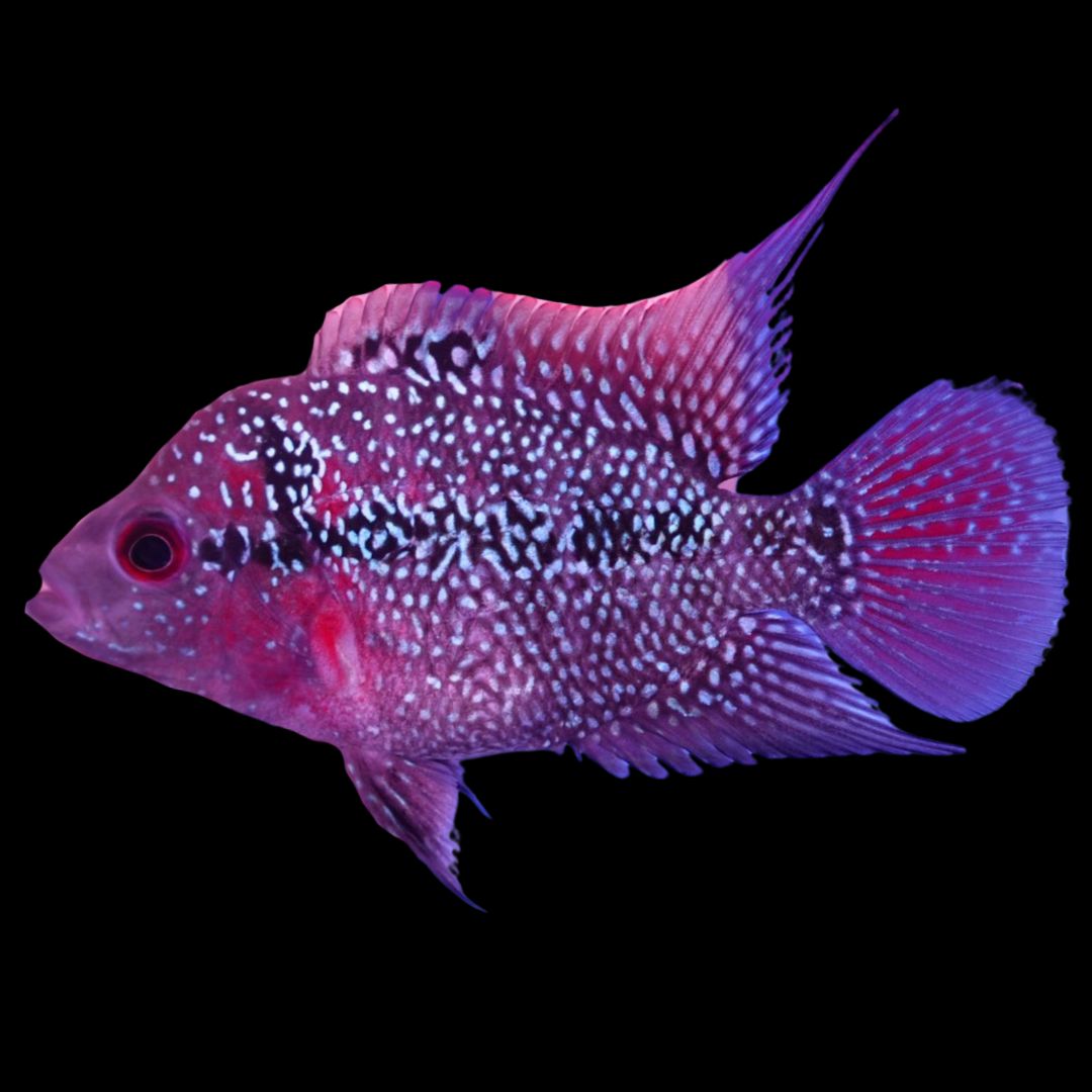 Rare Flowerhorn - 3 inch (Female)