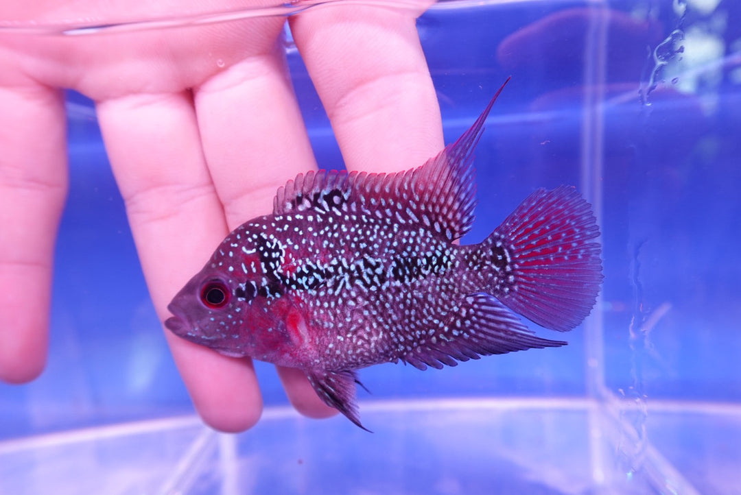 Rare Flowerhorn - 3.5 inch (Female)