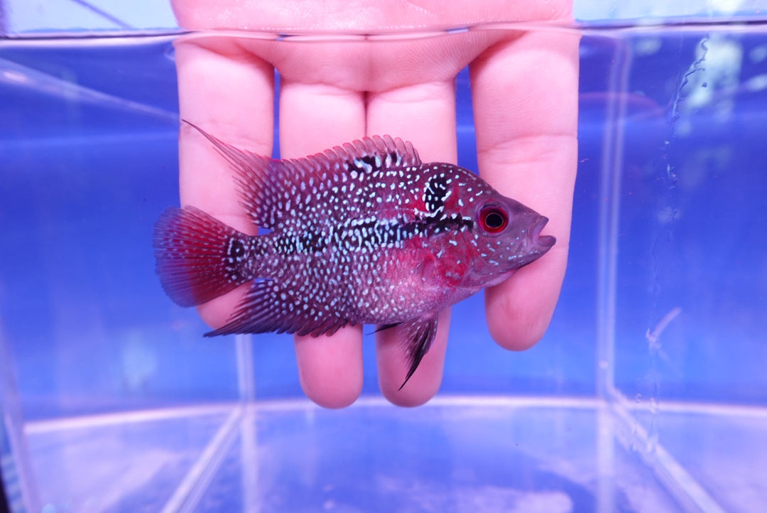Rare Flowerhorn - 3 inch (Female)