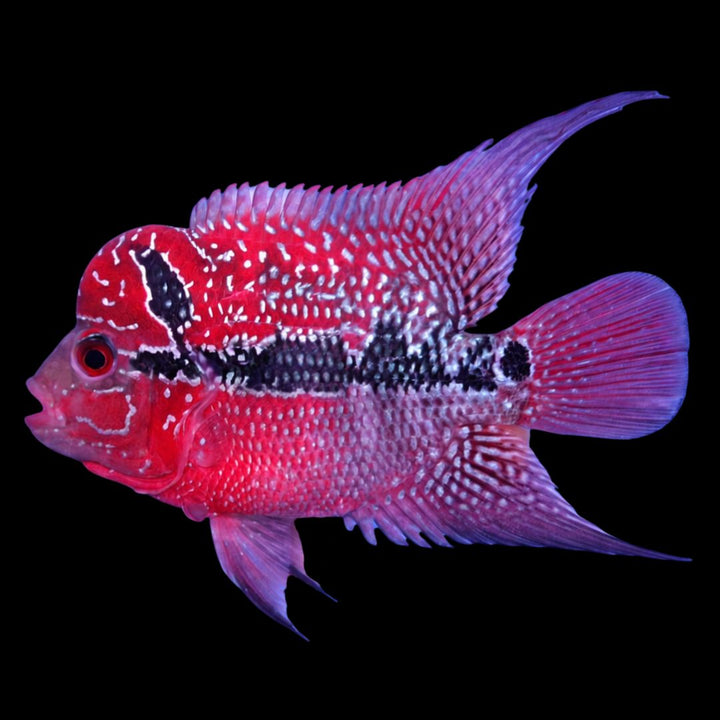 Rare Flowerhorn - 4 inch