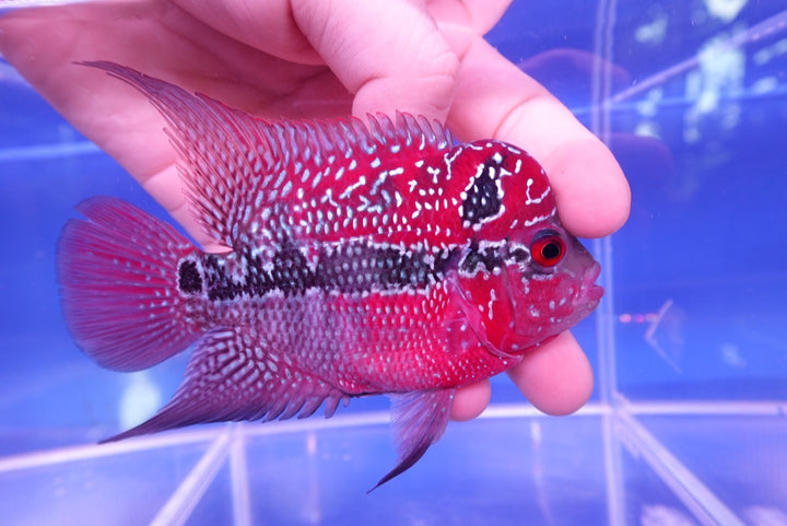 Rare Flowerhorn - 4 inch