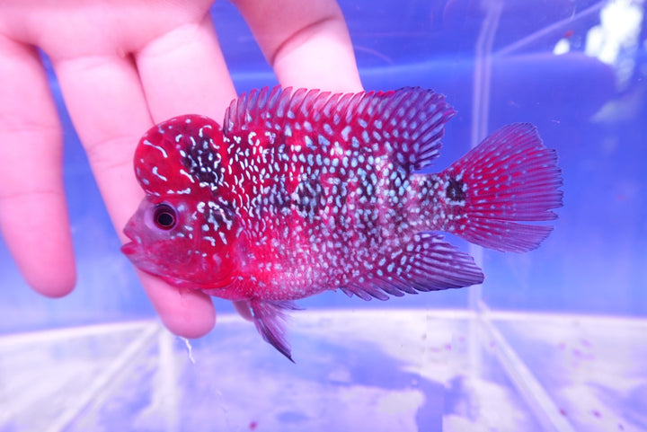 Rare Flowerhorn - 4 inch