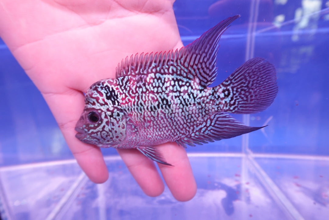 Rare Flowerhorn - 4 inch