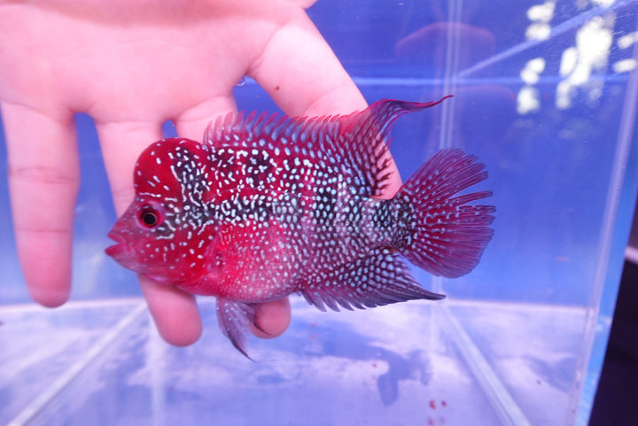 Rare Flowerhorn - 4 inch