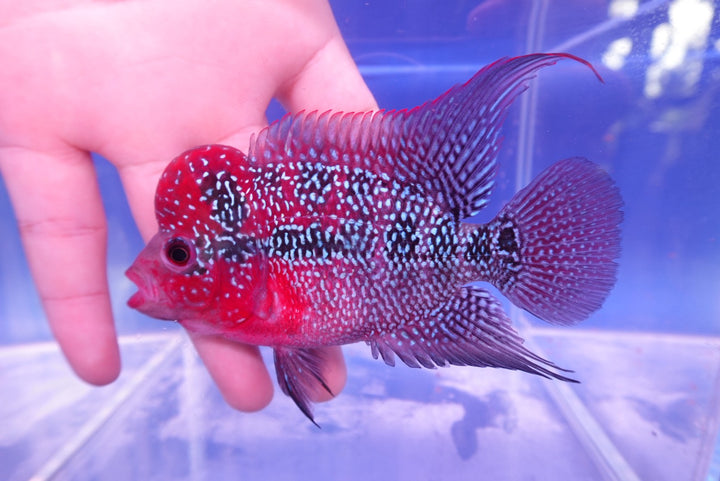 Rare Flowerhorn - 4 inch