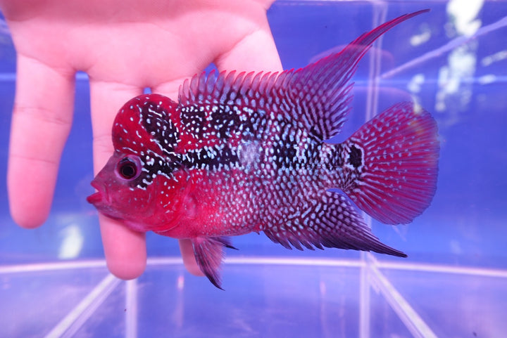 Rare Flowerhorn - 4 inch