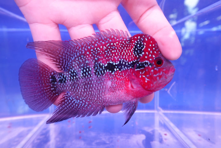Rare Flowerhorn - 4 inch