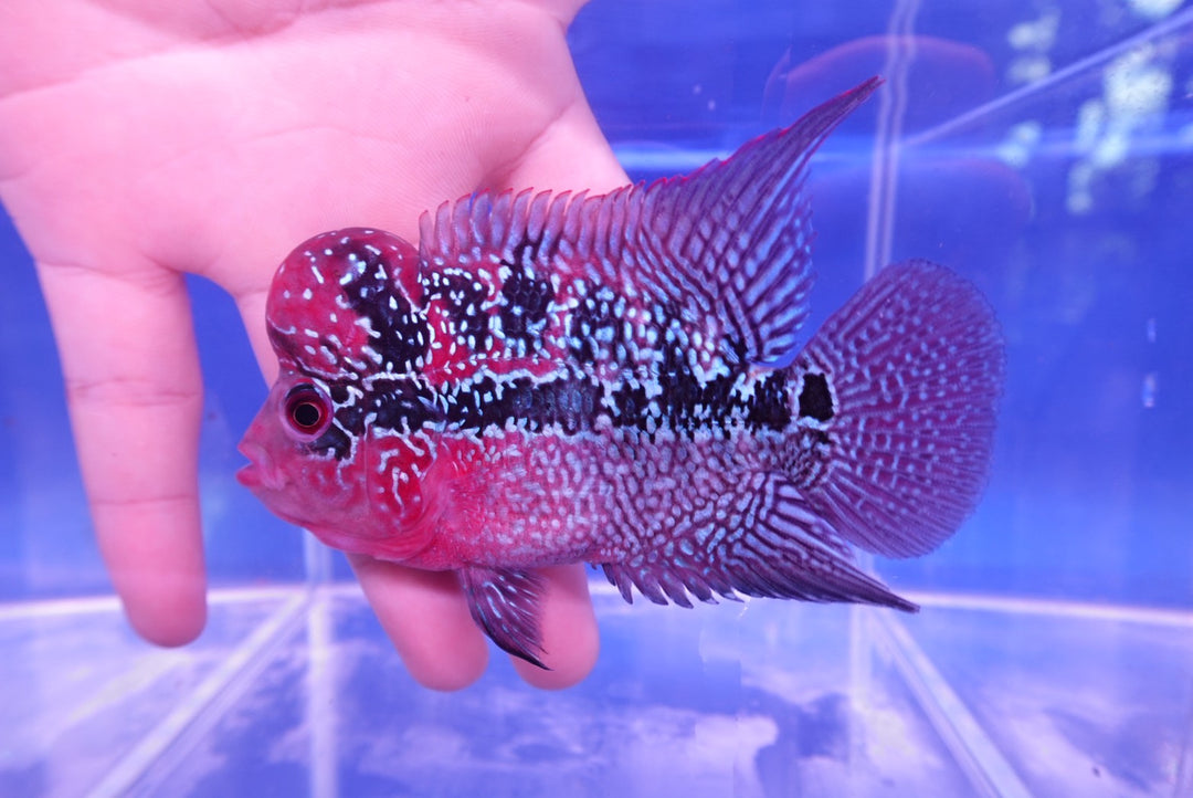 Rare Flowerhorn - 4 inch