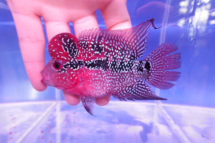 Rare Flowerhorn - 4 inch