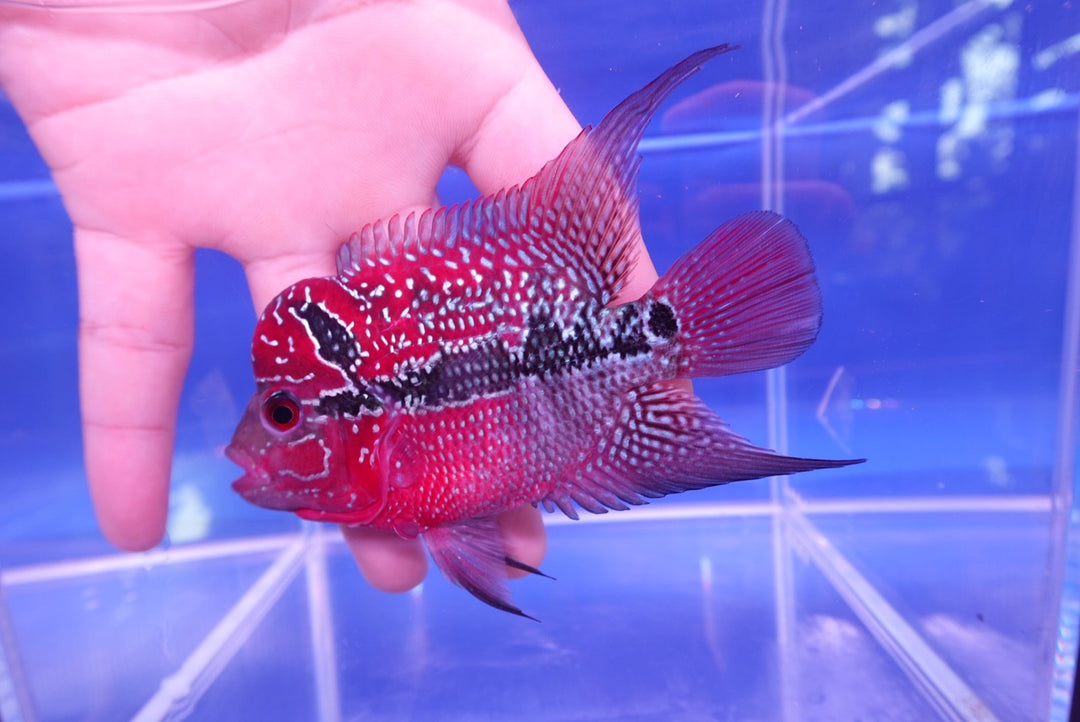 Rare Flowerhorn - 4 inch