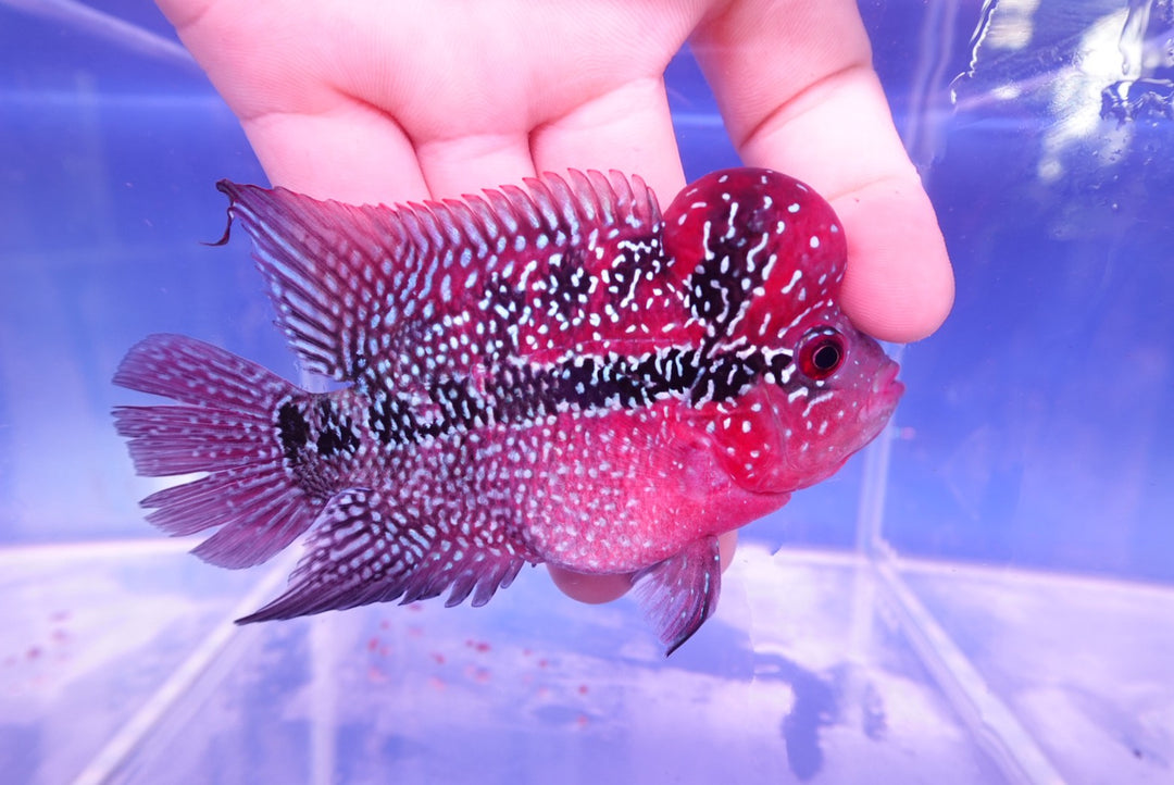 Rare Flowerhorn - 4 inch