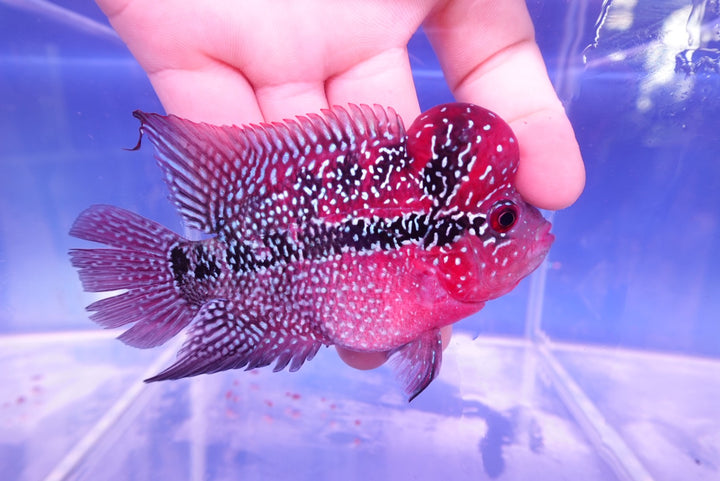 Rare Flowerhorn - 4 inch