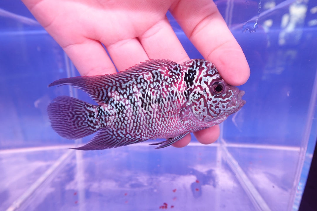 Rare Flowerhorn - 4 inch