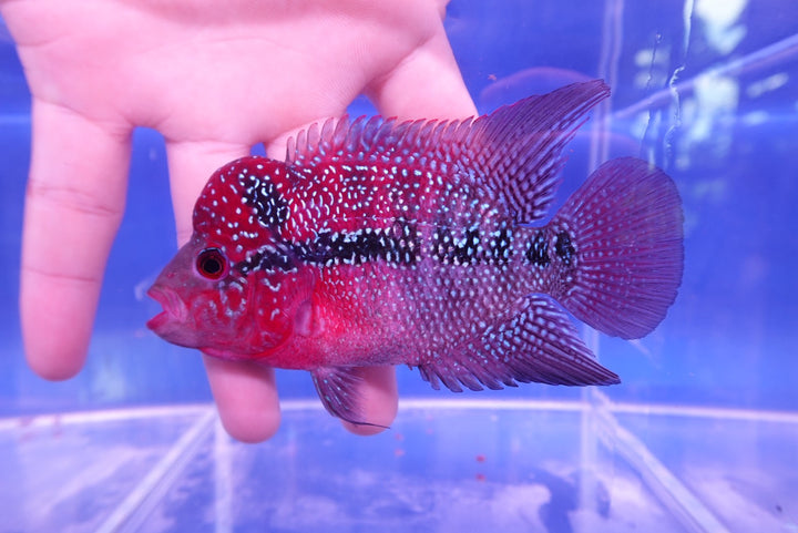 Rare Flowerhorn - 4 inch