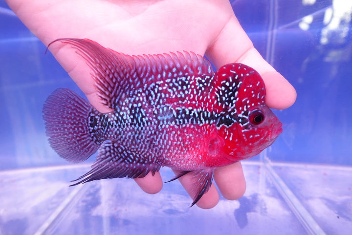 Rare Flowerhorn - 4 inch