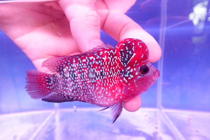 Rare Flowerhorn - 4 inch